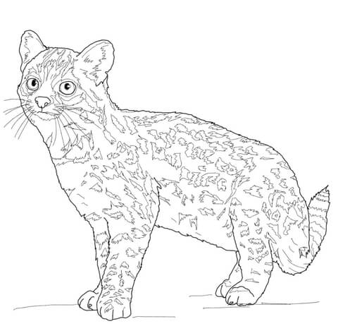 Oncilla Tiger Cat Coloring Page